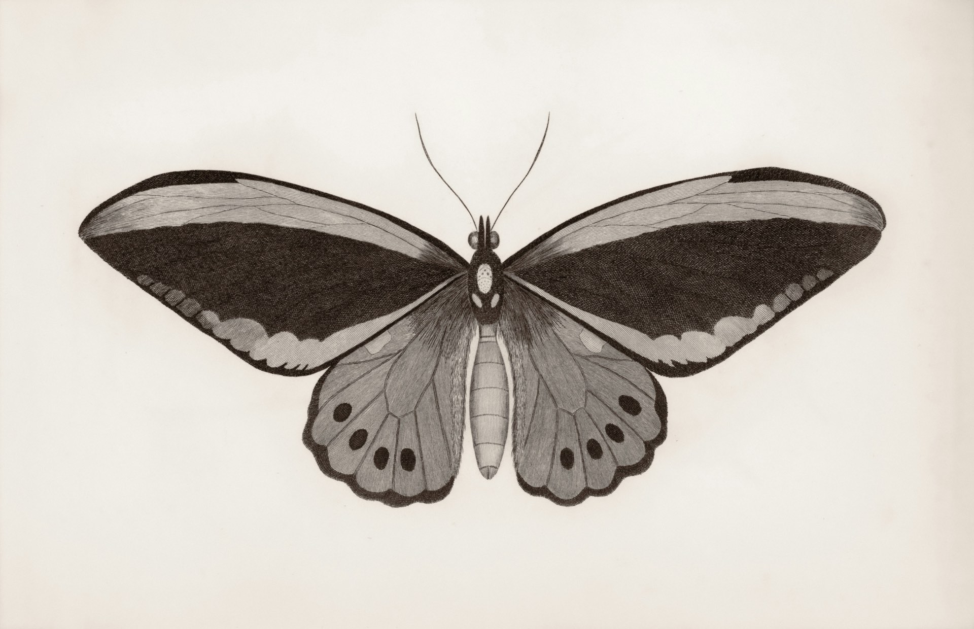 Motherly - Mariposa